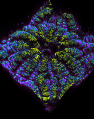 February 2011, Coral Polyp was made on the Zeiss LSM 710 Confocal Microscope. Image Provided by Carly Hill, Bruce Fouke's Lab