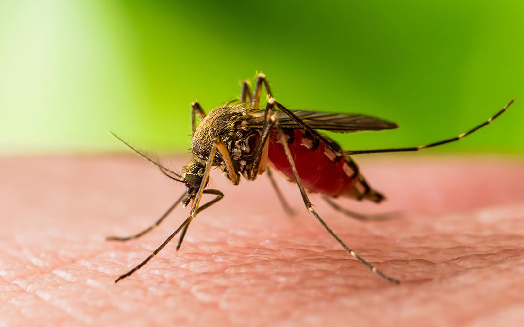 Mosquitoes can carry a variety of infectious diseases that until now were difficult and expensive to diagnose.
