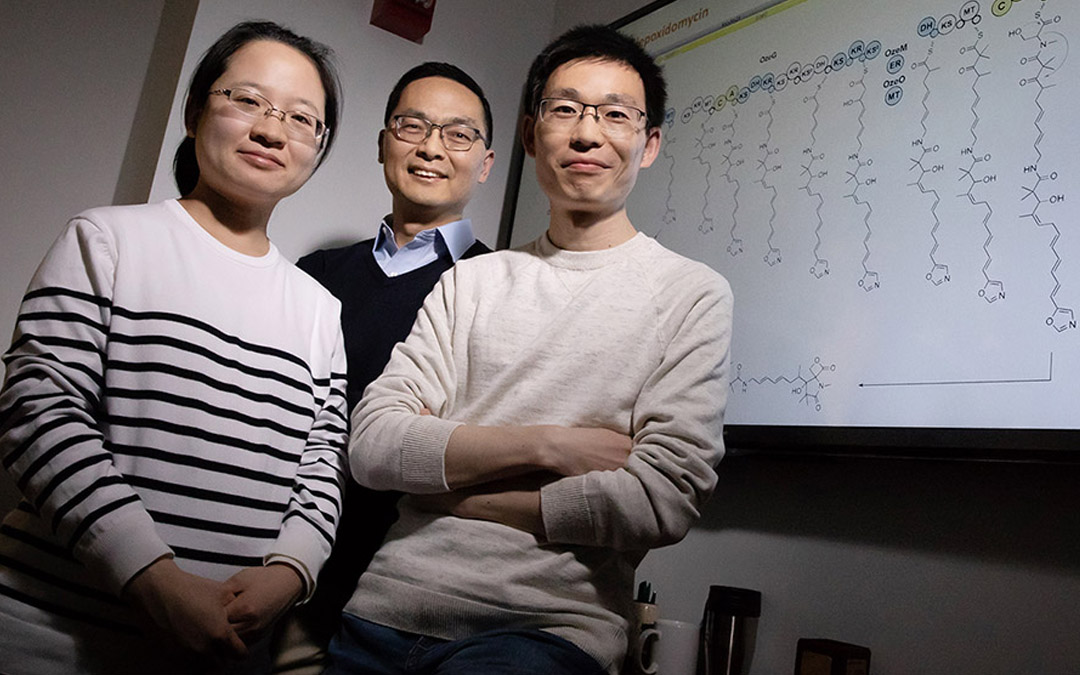 Illinois researchers developed a technique to unmute silent genes in Streptomyces bacteria using decoy DNA fragments to lure away repressors. Pictured, from left: postdoctoral researcher Fang Guo, professor Huimin Zhao and postdoctoral researcher Bin Wang.