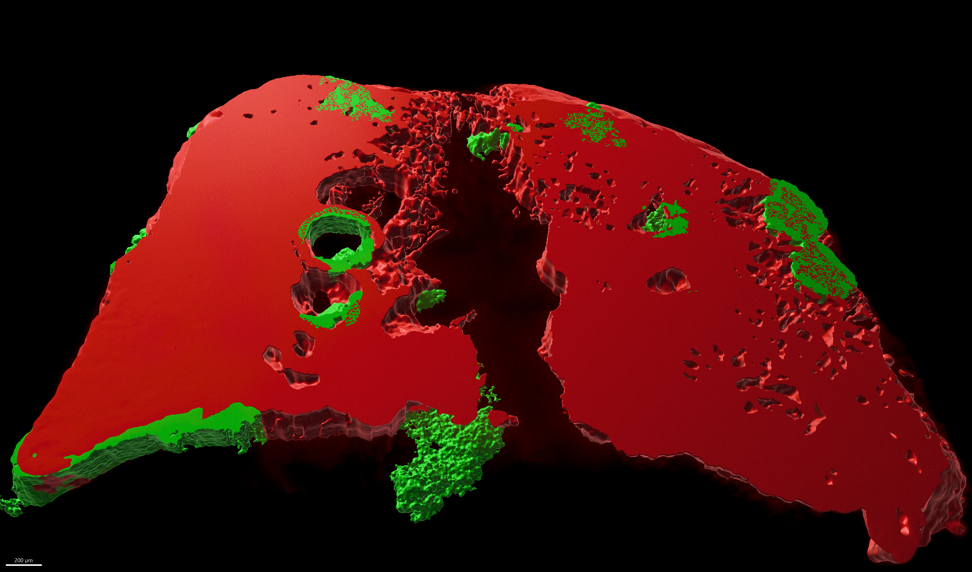 The image shows engineered antibodies (green) bound to host pathogens in mouse lung (red). 