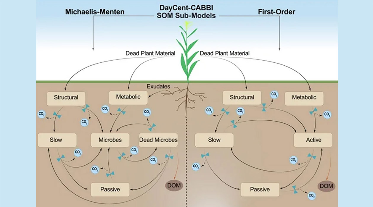 Soil model and microbe activity