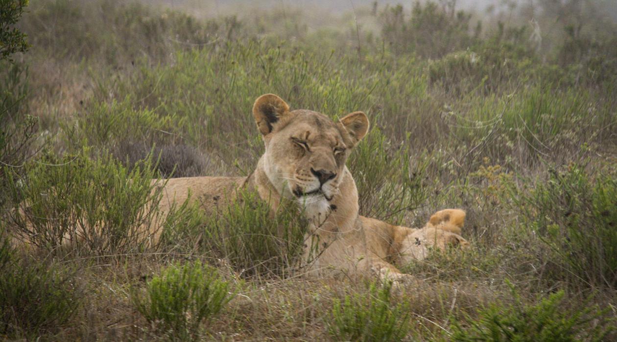 Female lions resting