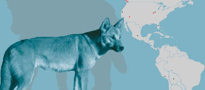 A new study analyzed DNA from ancient dog remains from more than a dozen sites in North and South America.