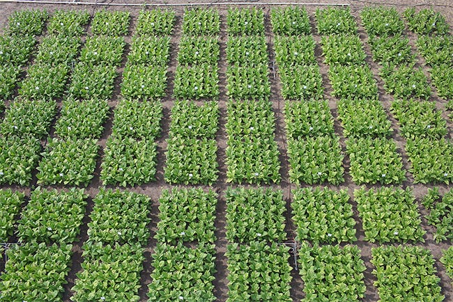 Plant breeding efforts, like the Illinois field trial shown here, will benefit from fast and precise technologies to evaluate transgenics