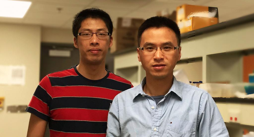 Bioengineerng graduate student Chen Liao (left), first author of the PNAS article, in the lab with Assistant Professor Ting Lu.