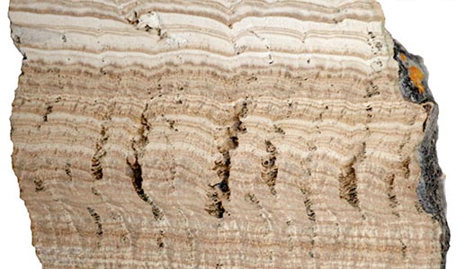 A cross-section of travertine, formed from limestone deposits in water flowing through the aqueduct. 