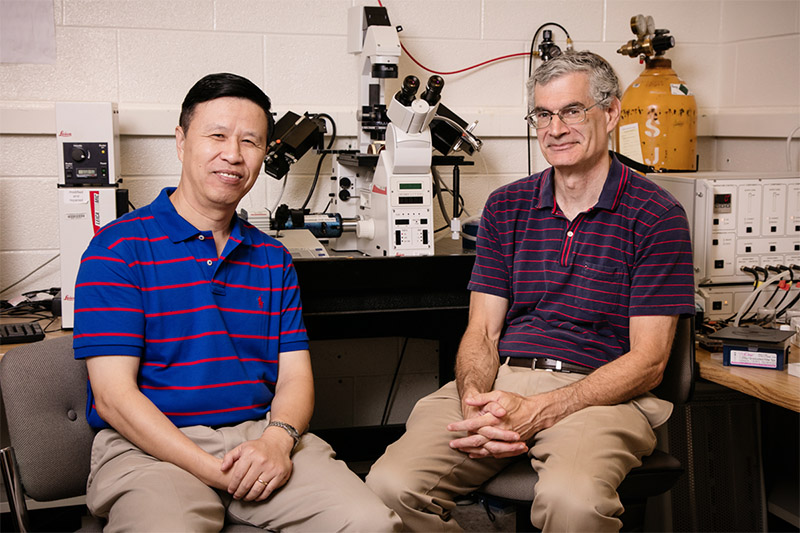 Professor of Mechanical Science and Engineering Ning Wang, left, with Professor of Cell and Developmental Biology Andrew Belmont, are exploring how mechanical signaling can be used for gene regulation or to identify targets for cancer therapies.