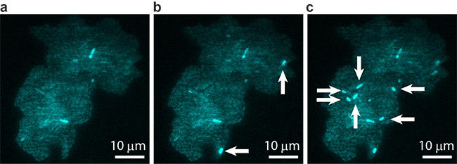 A bacterial colony showing individual cells undergoing transposable element events, resulting in blue fluorescence. Images are shown at (a) t = 0, (b) t = 40 min, and (c) t = 60 min, with arrows indicating newly occurring events in each image.