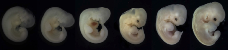 Embryonic development of the buffy flower bat, Erophylla sezekorni, showing the progressive growth and formation of the wings.