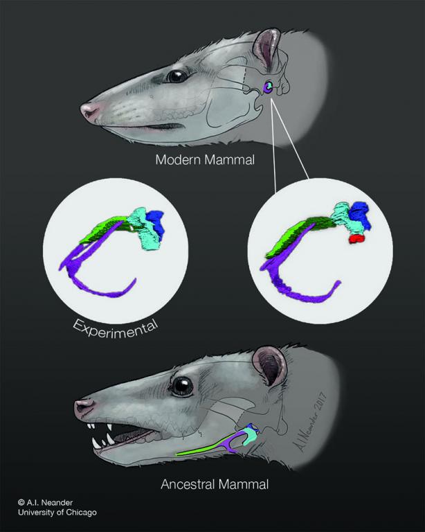 When mammalian middle ear bones develop, they begin as part of the arch of cartilage that makes up the embryonic jaw. In reptiles, these structures remain connected to the jaw as developmental processes gradually convert the cartilage to bone.
