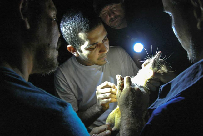 ZooDom veterinarian Adrell Núñez (center) draws blood from a solenodon for DNA samples. Researchers caught the venomous mammal by allowing it to walk across their bodies at night in the forests of the Dominican Republic. Pictured from left to right: Nicolas De J. Corona, Adrell Núñez, Taras K. Oleksyk, and Yimell Corona.