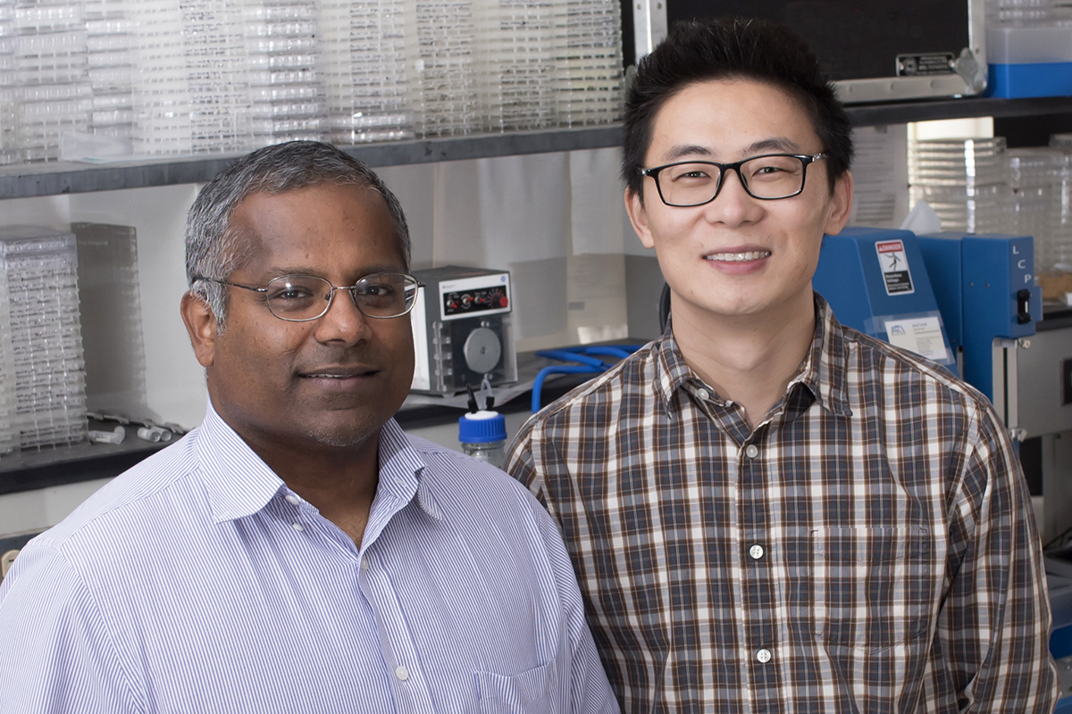 U. of I. biochemistry professor Satish Nair, left, postdoctoral researcher Shi-Hui Dong and their colleagues discovered a mechanism by which bacteria signal one another to become more virulent. The researchers hope to manipulate this pathway to treat disease.