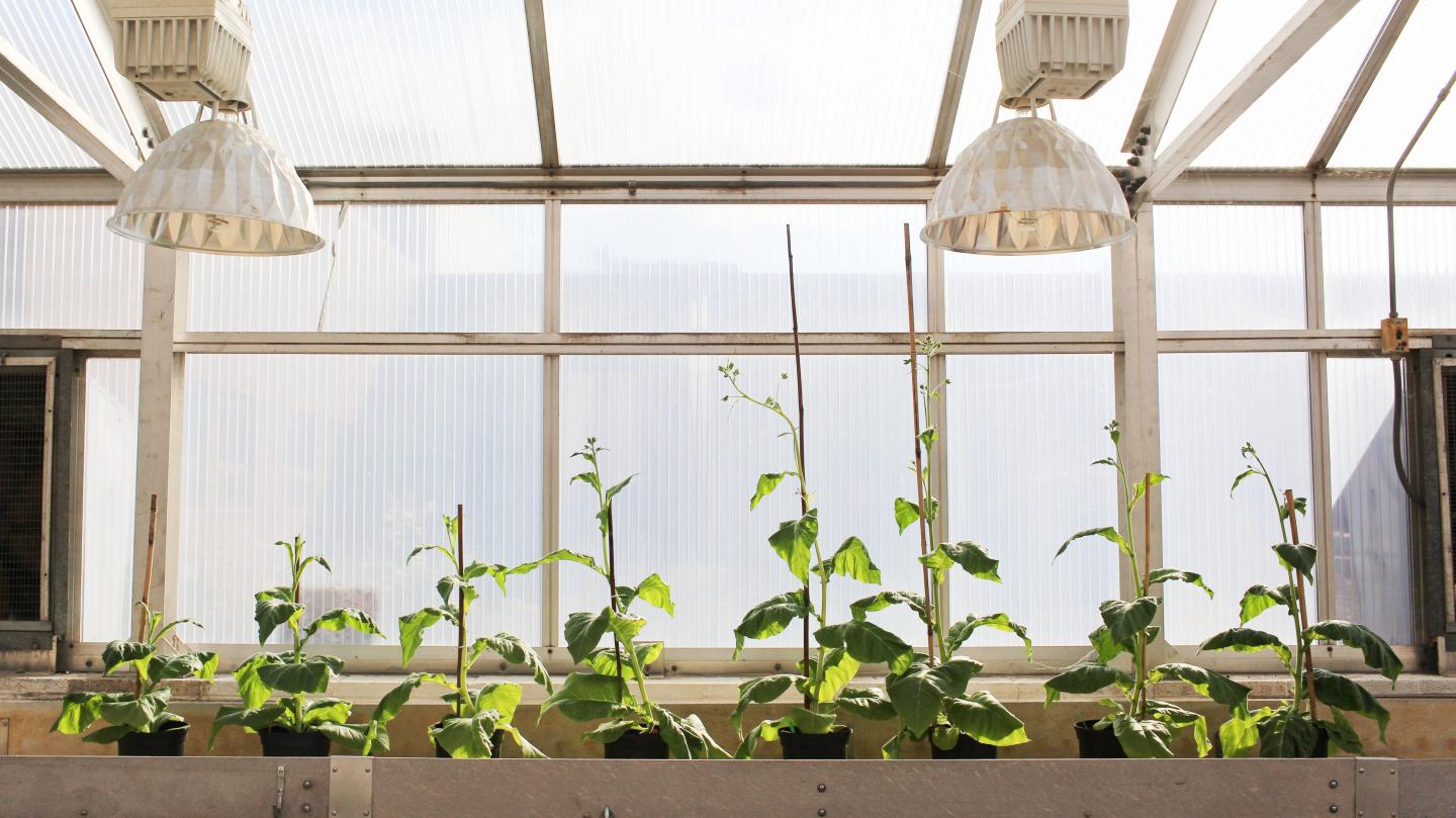 Four unmodified plants (left) grow beside four plants (right) engineered with alternate routes to shortcut photorespiration -- an energy-expensive process that costs yield potential. The modified plants are able to reinvest their energy and resources to boost productivity by 40 percent.