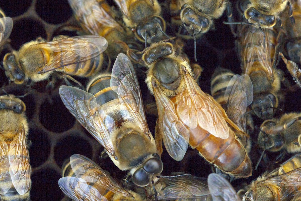 Researchers studied a unique population of gentle Africanized honey bees in Puerto Rico.