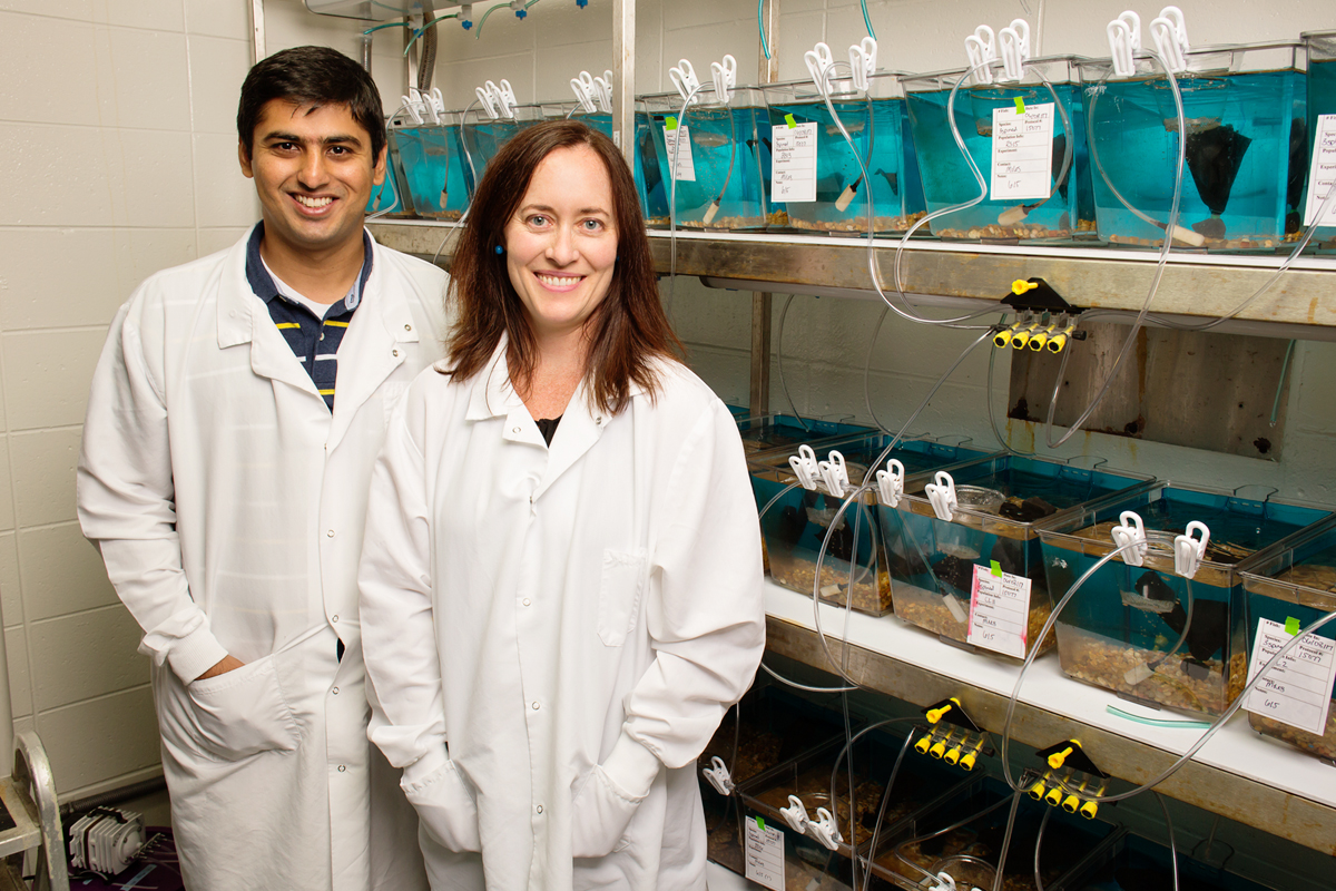 University of Illinois animal biology professor Alison Bell, graduate student Syed Abbas Bukhari and their colleagues tracked changes in gene expression in the stickleback brain after the fish encountered an intruder.
