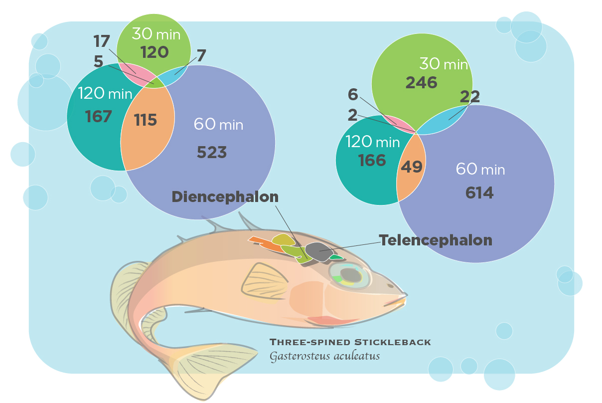 The study measured changes in the expression of hundreds of genes in two brain regions in the fish: the telencephalon, which is important to learning and memory; and the diencephalon, which integrates social information and hormonal influences.