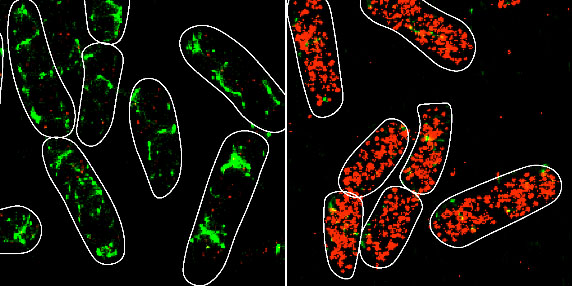 The panels show SgrS (red) and ptsG mRNA (green) labeled by Single-molecule Fluoresence in situ Hybridization for the wild-type strain.