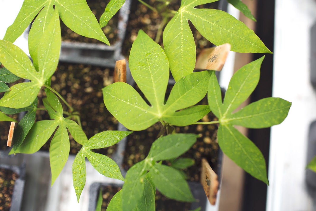 Cassava feeds more than one billion people yet its yields have not increased since 1963; new research from the University of Illinois found that breeding efforts have not improved how well the crop photosynthesizes.