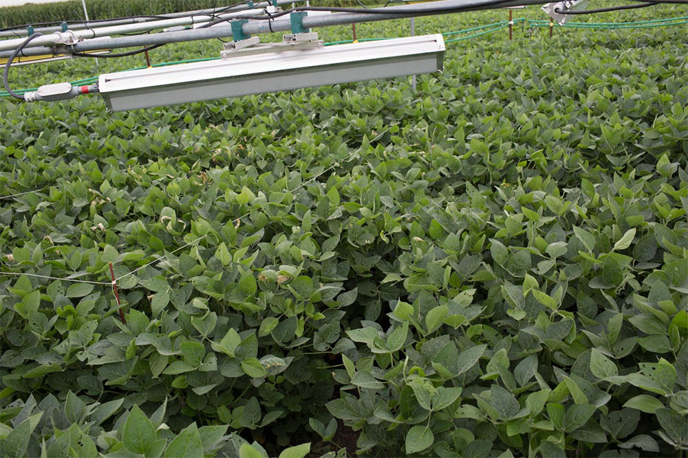 Soybeans grow under heaters used to mimic futuristic conditions. Their seeds suggest that rising temperatures may actually improve nutrition but decrease yields, according to a new study.