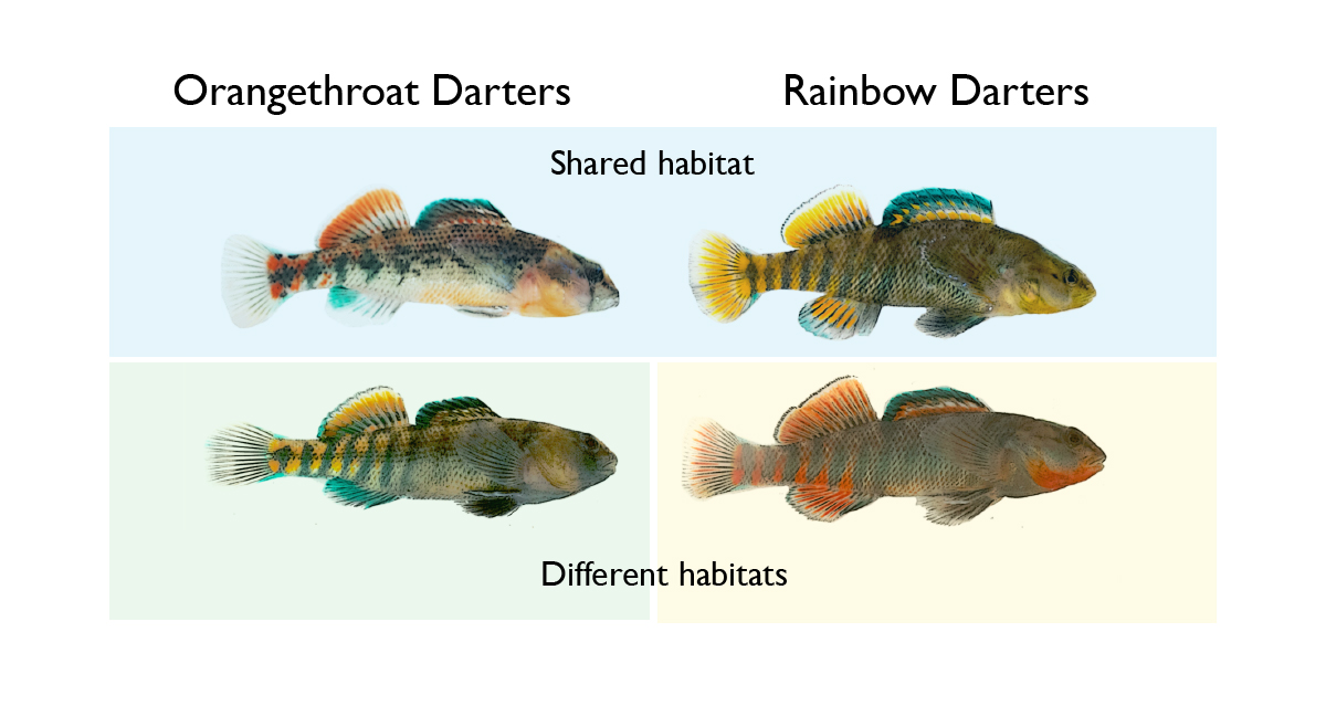When they share habitat with rainbow darters, male orangethroat darters learn to recognize their own and other species. They ignore other fish that look even slightly different from themselves, a behavior that appears to drive the evolution of their own color patterns.