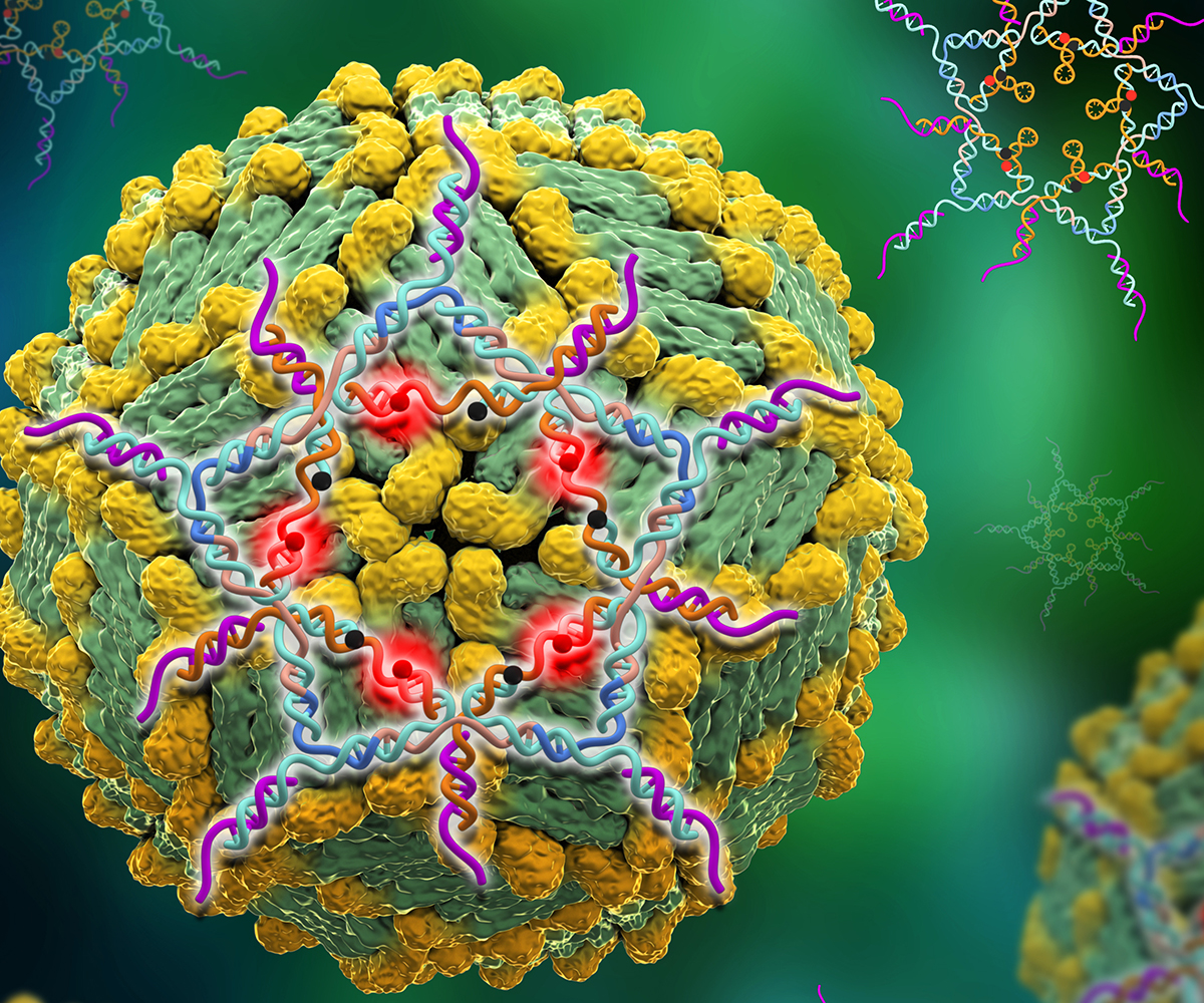 Star-shaped DNA binds onto a dengue virus and lights up to detect the virus in a blood test.
