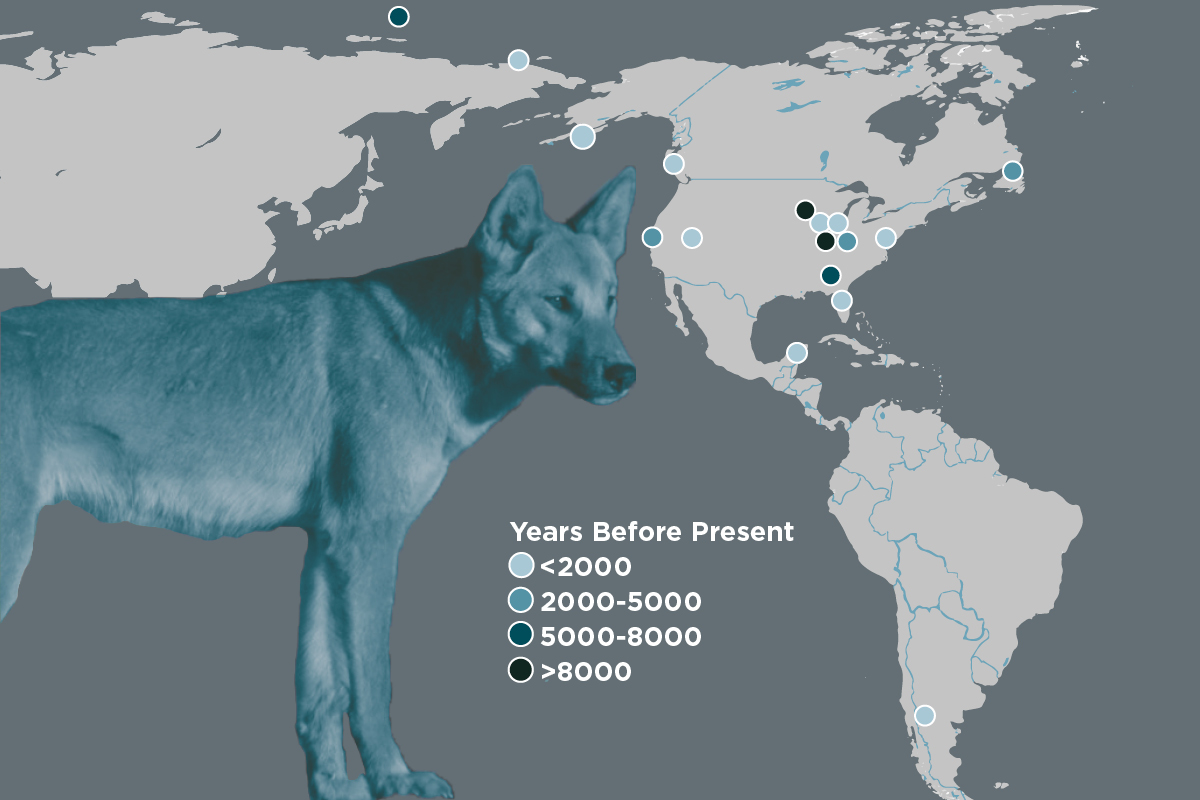 A new study adds to the evidence that dogs were domesticated before first migrating to the Americas. The dogs’ history parallels that of ancient humans who migrated from North Asia to North America, dispersed throughout the Americas and suffered major population declines upon contact with European colonists. Dots represent sites from which the bones of ancient dogs were collected for the new analysis and the relative ages of the bones.