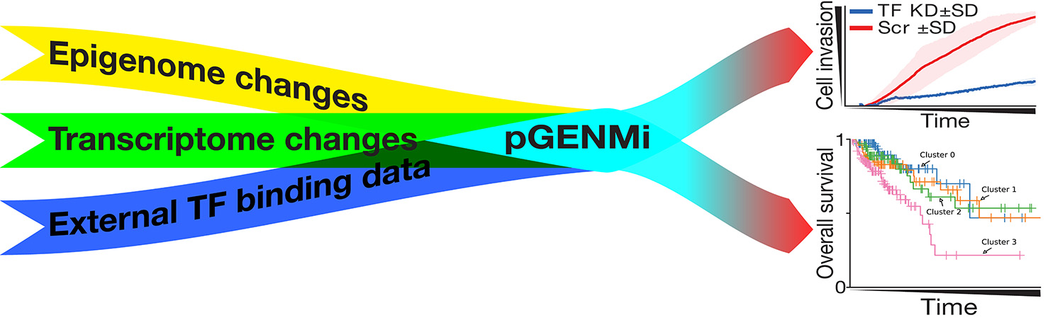 The pGENMi model was used to integrate data obtained from multiple studies to identify signaling pathways that were subsequently demonstrated to be relevant to metastasis-associated processes (upper right) and that show prognostic potential in colon cancer survival (bottom right). 