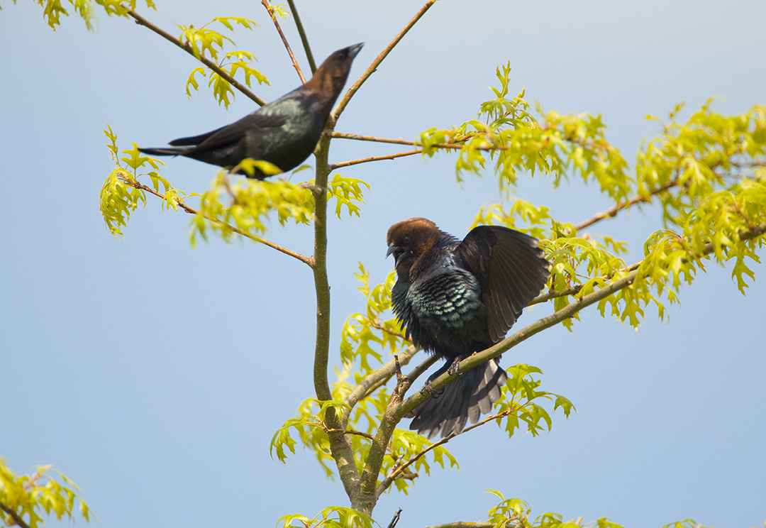 Two male cowbirds