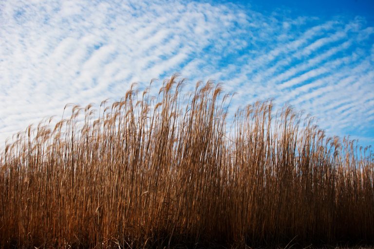 The Center for Advanced Bioenergy and Bioproducts Innovation (CABBI) will develop new versions of Miscanthus and other bioenergy feedstocks.