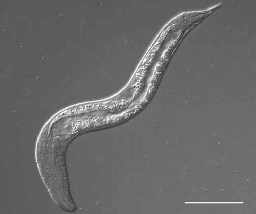 A newly hatched Steinernema carpocapsae juvenile (shown here, scale bar 50 μm) is only about 0.25 mm (less than 1/100 of an inch) long with a gonad only 0.013 mm in length. During development, the worm will increase over 10 times in length (in comparison, the average human only increases about 4 fold in height from birth to adulthood) and its gonad increases almost 500 times in length.