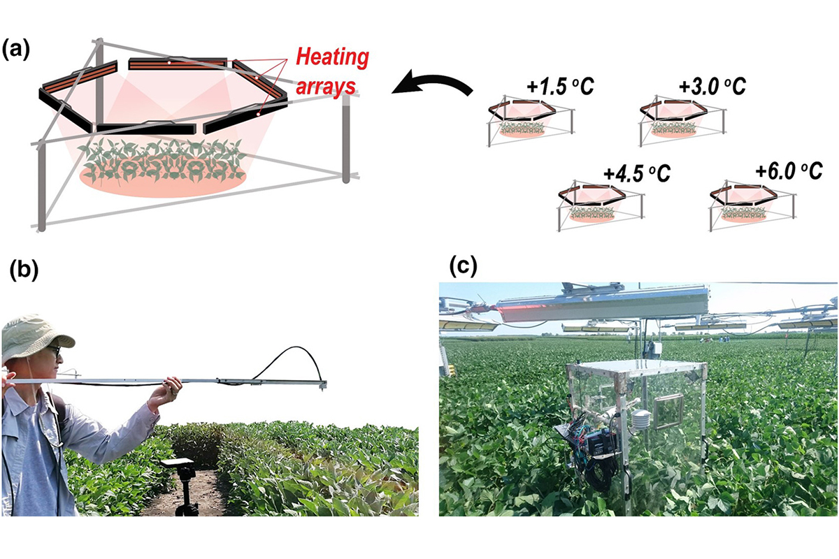 Illustration showing (a) the experimental setup and photos of field measurement (b) a researcher using a spectroscopy system and (c) the canopy chamber system.