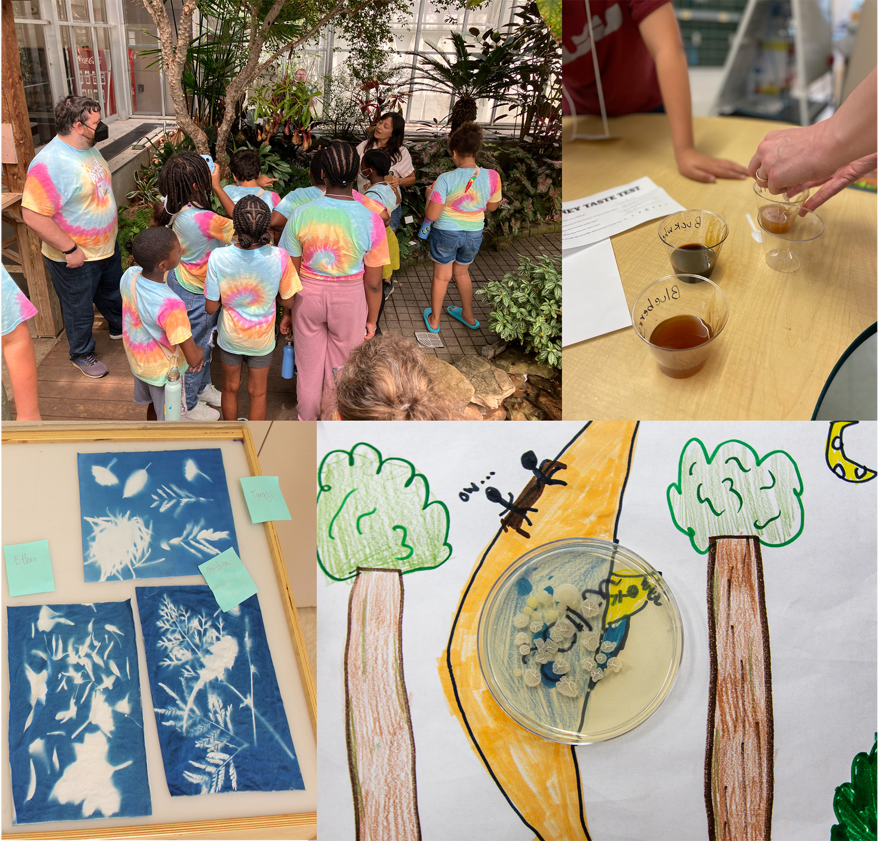 The Pollen Power camp included activities at the University of Illinois and the Stratton Academy of the Arts. Clockwise from top left: The campers visited greenhouses on the university campus, tasted different types of honey, grew bacteria that were isolated from their classrooms, and created cyanotypes with leaves and flowers.