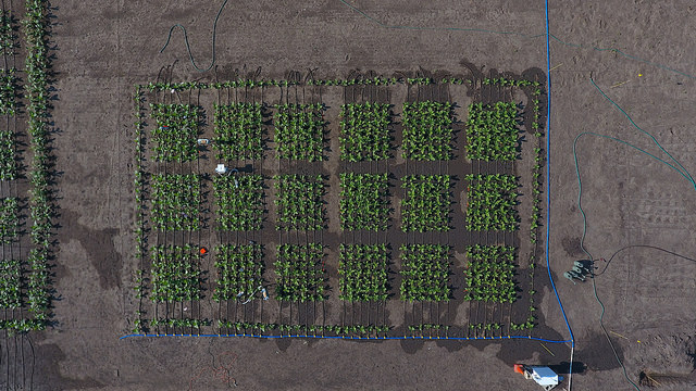 Aerial view of the 2017 field trial that showed that fine-tuning the increased expression of a protein can boost production by nearly 50 percent.