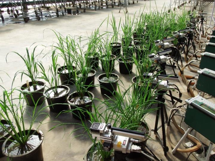 A team from the University of Illinois examined 14 rice varieties to discover natural differences in how the plants harness light energy to fix carbon dioxide into food. In a recent study, they found a 117 percent difference in fluctuating light conditions, suggesting a new trait for breeder selection.