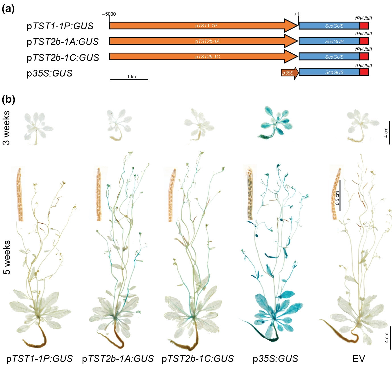 Two allelic TST2b promoters direct GUS gene expression toward the stem in Arabidopsis