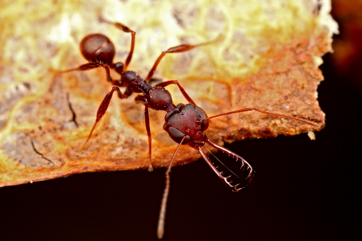 Myrmoteras trap-jaw ants can snap their jaws closed at speeds up to 50 mph.