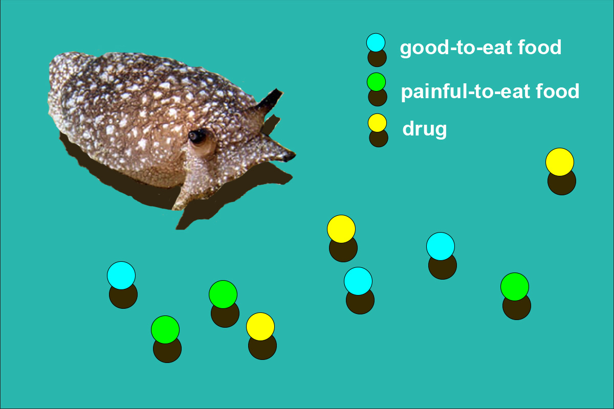 The simulated sea slug, ASIMOV, monitors its own internal state and makes decisions about what to consume. Its options are: a tasty and nutritious food (blue), a nutritious food that comes with a painful sting (green), and an intoxicating drug that has no nutritious value (yellow).