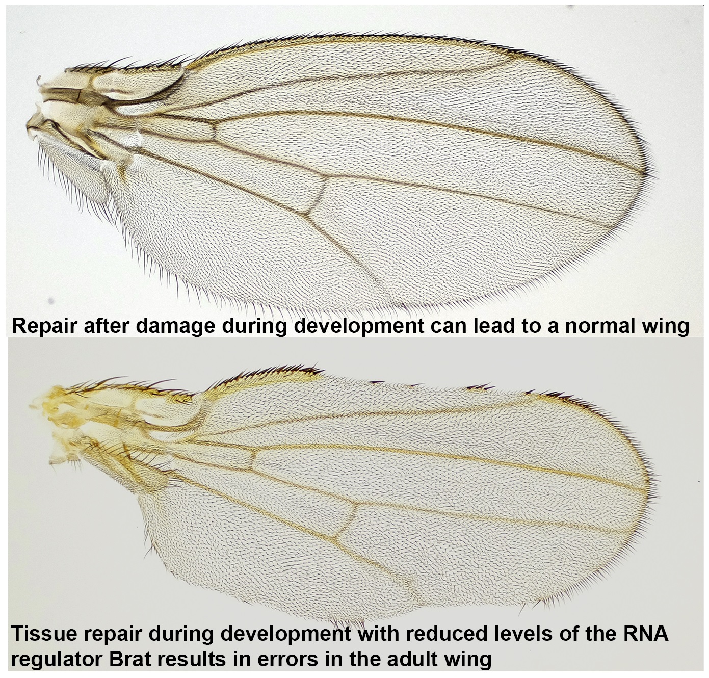 A comparison between control flies and Brat reduced flies. Repair after damage in control flies can lead to normal wings. Brat reduced flies result in errors in the wing patterning