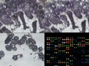 scientific illustration