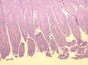 scientific illustration