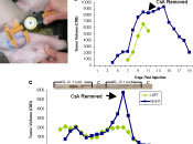 scientific illustration