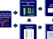 scientific illustration