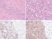 scientific illustration