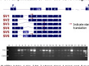 scientific illustration