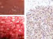 scientific illustration