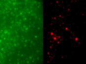 scientific illustration