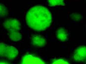 scientific illustration