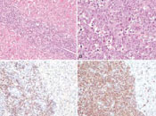 scientific illustration