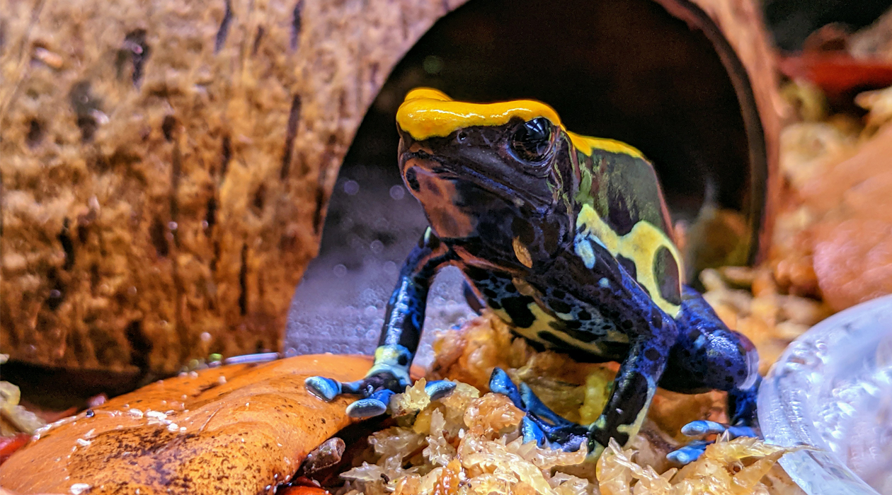 Why do Dyeing poison frogs tap dance? Carl R. Woese Institute for