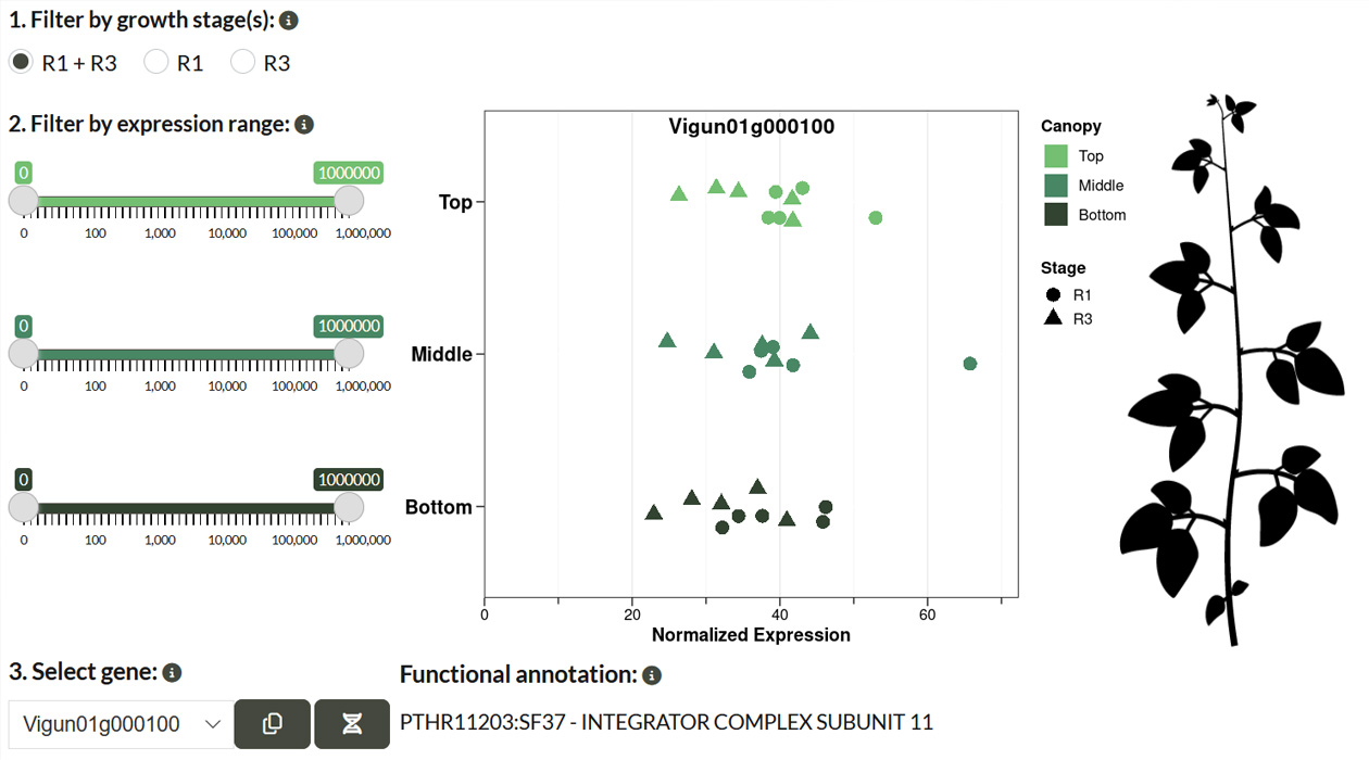  CowPEAsy is an open-access interactive web tool that allows researchers to look at specific genes within three levels of the plant canopy during two points of the growing season.